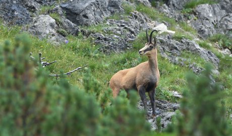 Geisbock in den Bergen des Stubaitals
