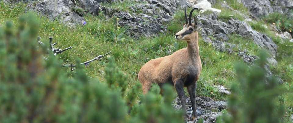Geisbock in den Bergen des Stubaitals