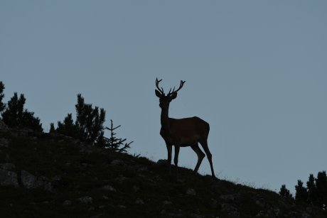 Hirsch Silhouette im Stubaital