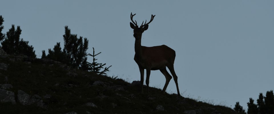 Hirsch Silhouette im Stubaital